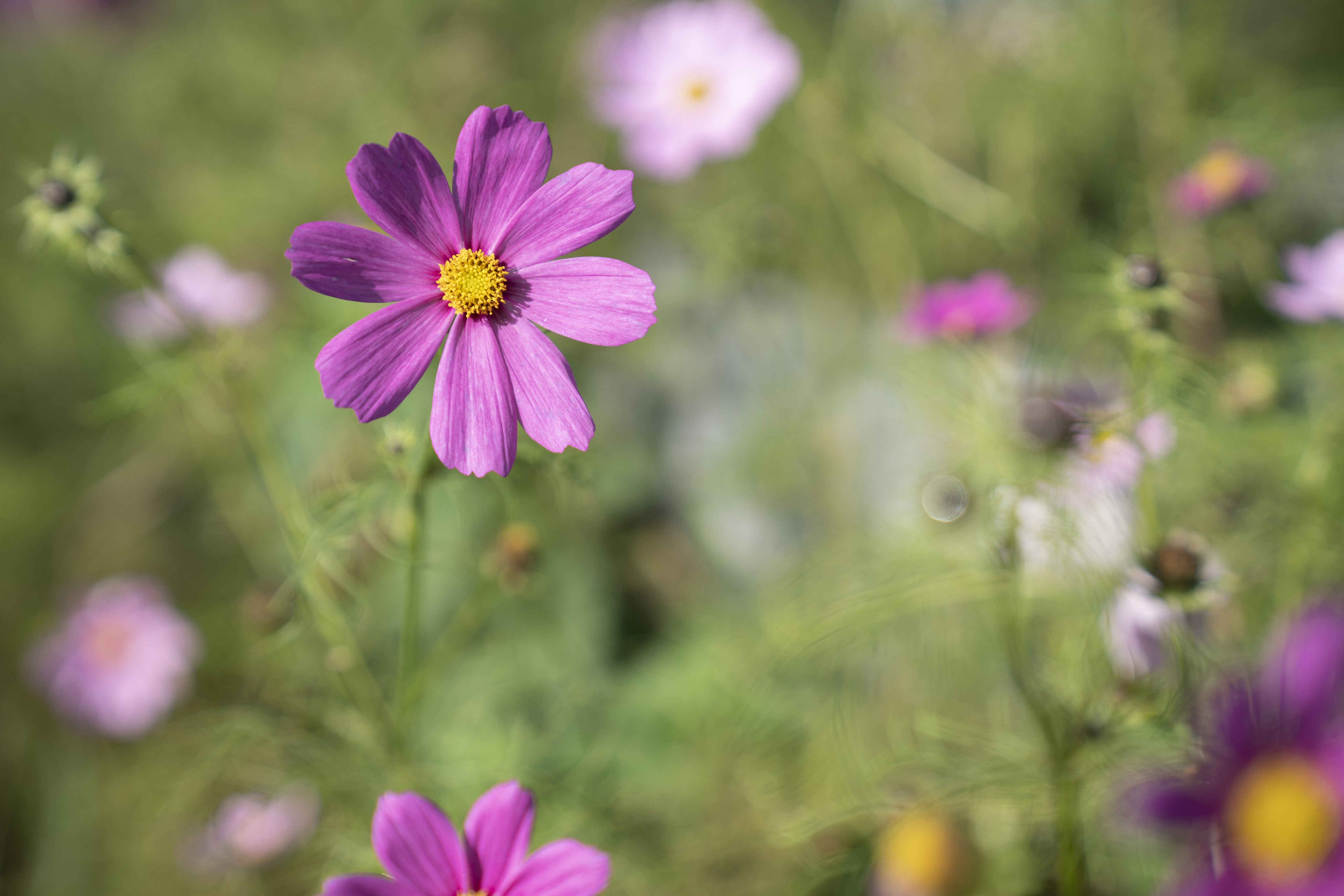 A pink flower photographed on the Sony A7 IV camera