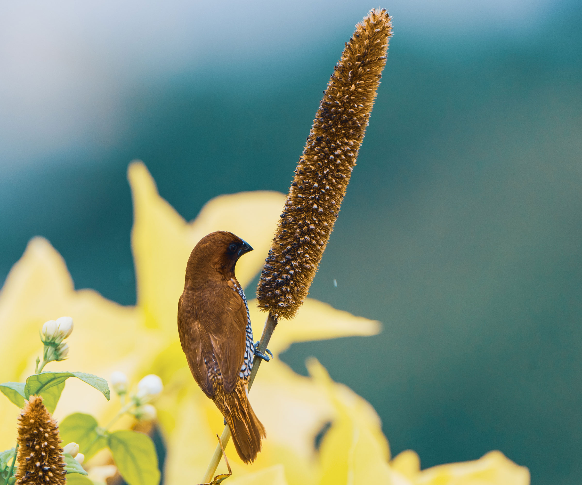 bird perched on stem of pearl millet plant