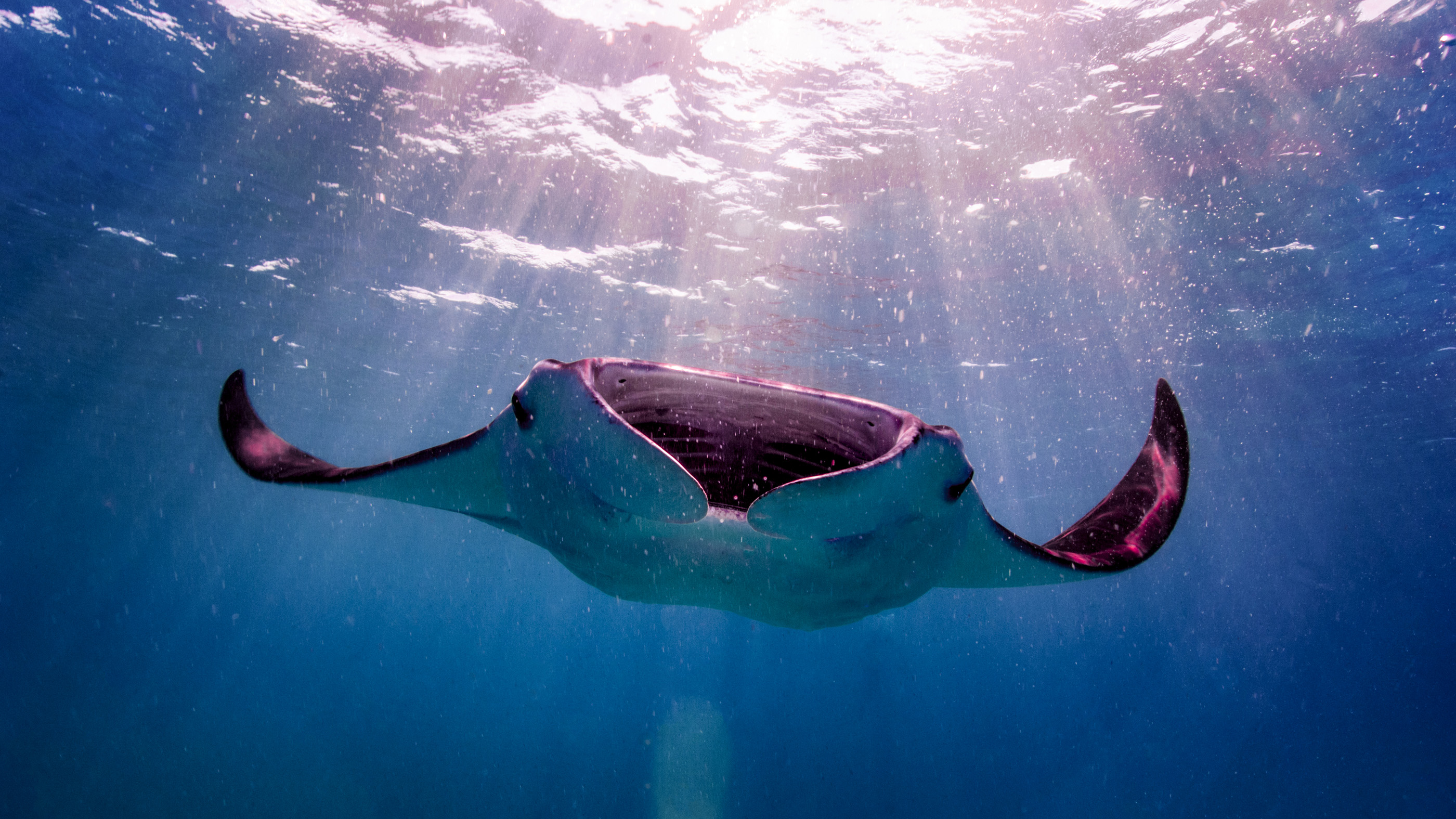 Rare pink manta ray caught courting lady friend Down Under