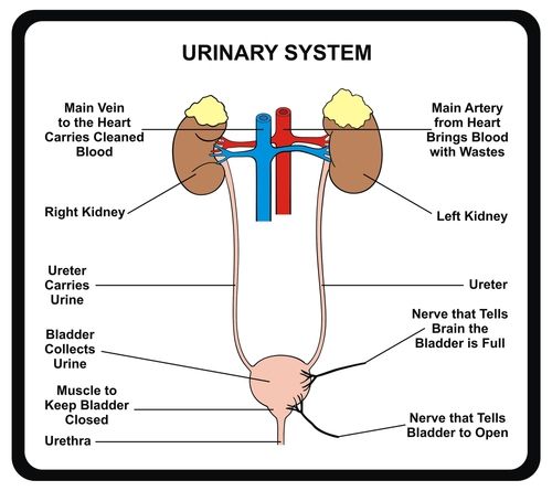 bladder diagram