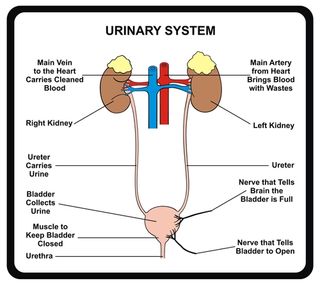 urinary system