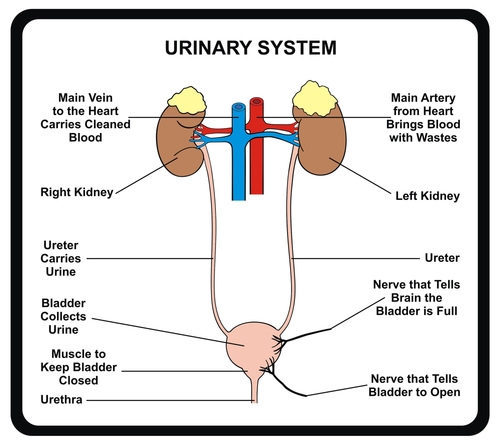 Urinary System: Facts, Functions & Diseases | Live Science