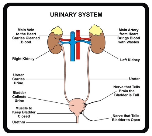 parts of urinary system