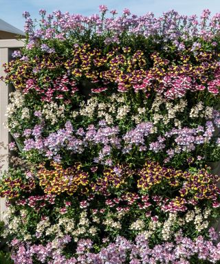 Plants for flowering living wall