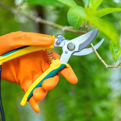 hand wearing a yellow glove using a pair of hand pruners to prune a stem