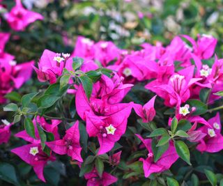 bougainvillea growing as privacy screen in yard