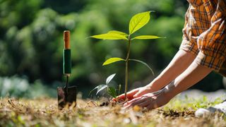 Close up of hands planting a green-leafy plant. There is a trowel stuck into the earth just to the left.