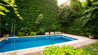 swimming pool in garden with high hedges