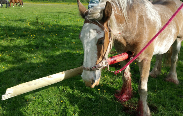 IMPALED PONY