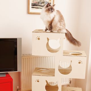 room with white wall and cat on tower