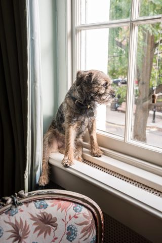 Border terrier sits on windowsill in London home