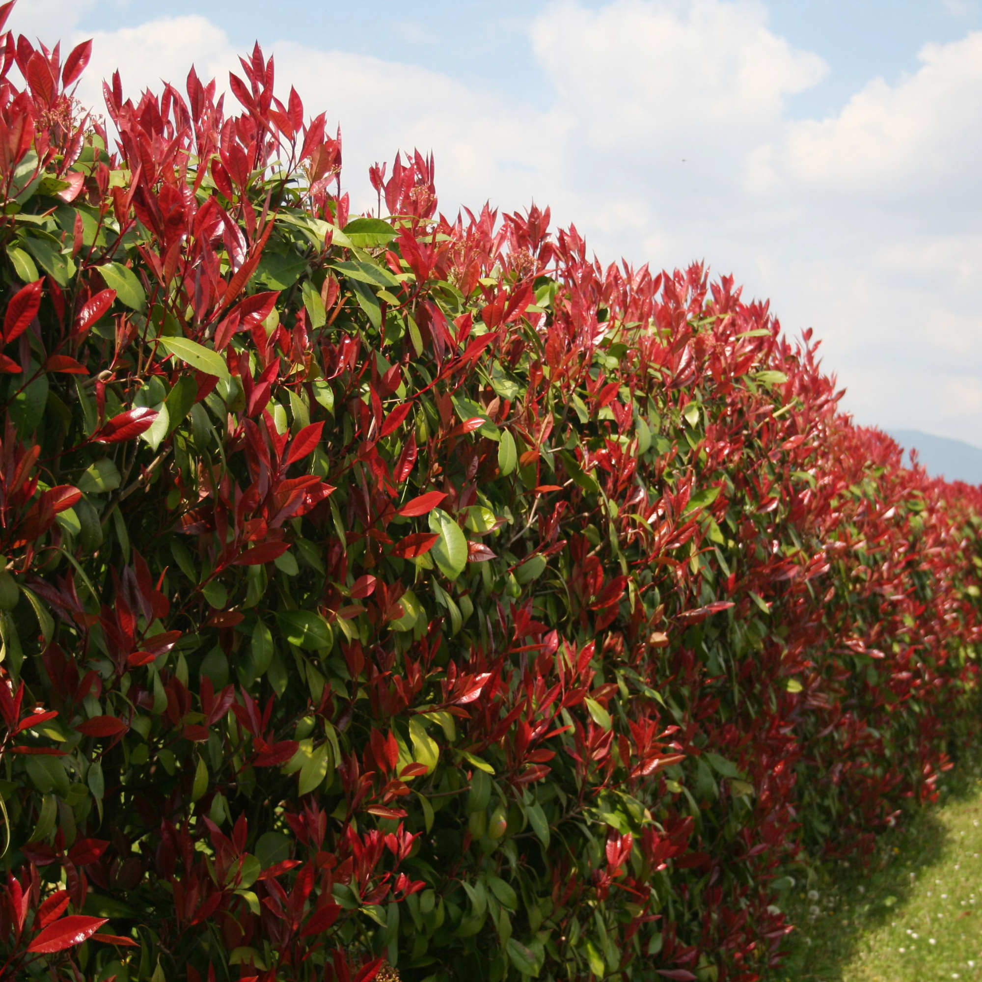 Red Robin Photinia hedge in springtime on a sunny day.