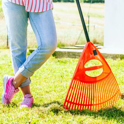 Gardening. Female adult raking green lawn grass with rake tool on her backyard