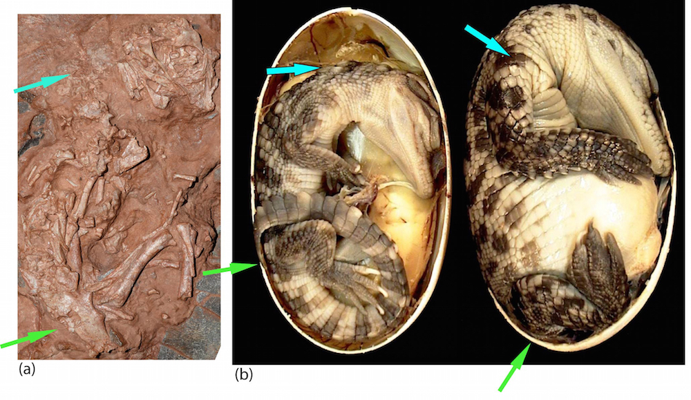 fossilized embryo