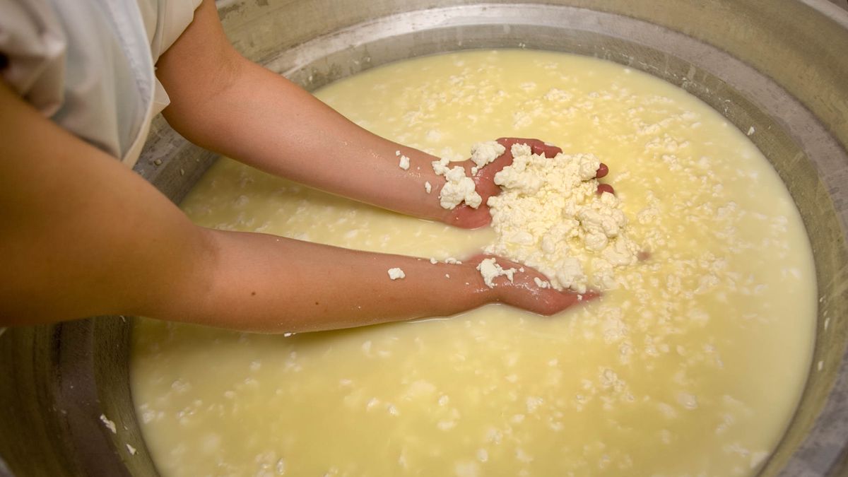 A stock photo of the making of pecorino cheese, with the whey and curds clearly visible