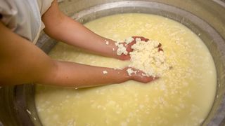 A stock photo of the making of pecorino cheese, with the whey and curds clearly visible