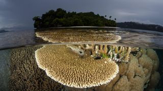 Fragile corals grow in the shallows of Raja Ampat, Indonesia.