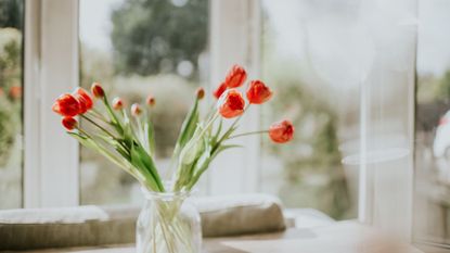 A glass vase of pink tulips in front of a bright spring window and a cream couch