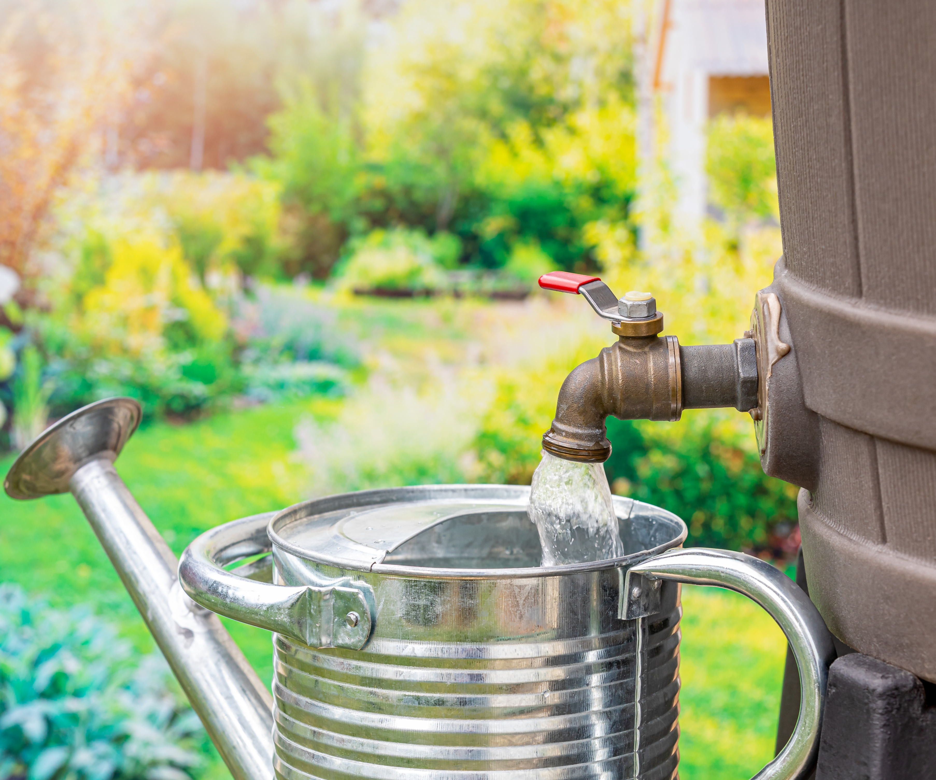 Watering can being filled from a rain barrell