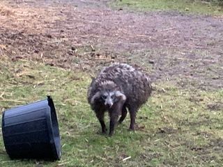 The Nottinghamshire police shared this image, apparently of one of the escaped racoon dogs, online. It&#039;s amazing.