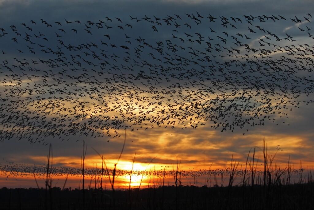 Tundra swans in North Carolina