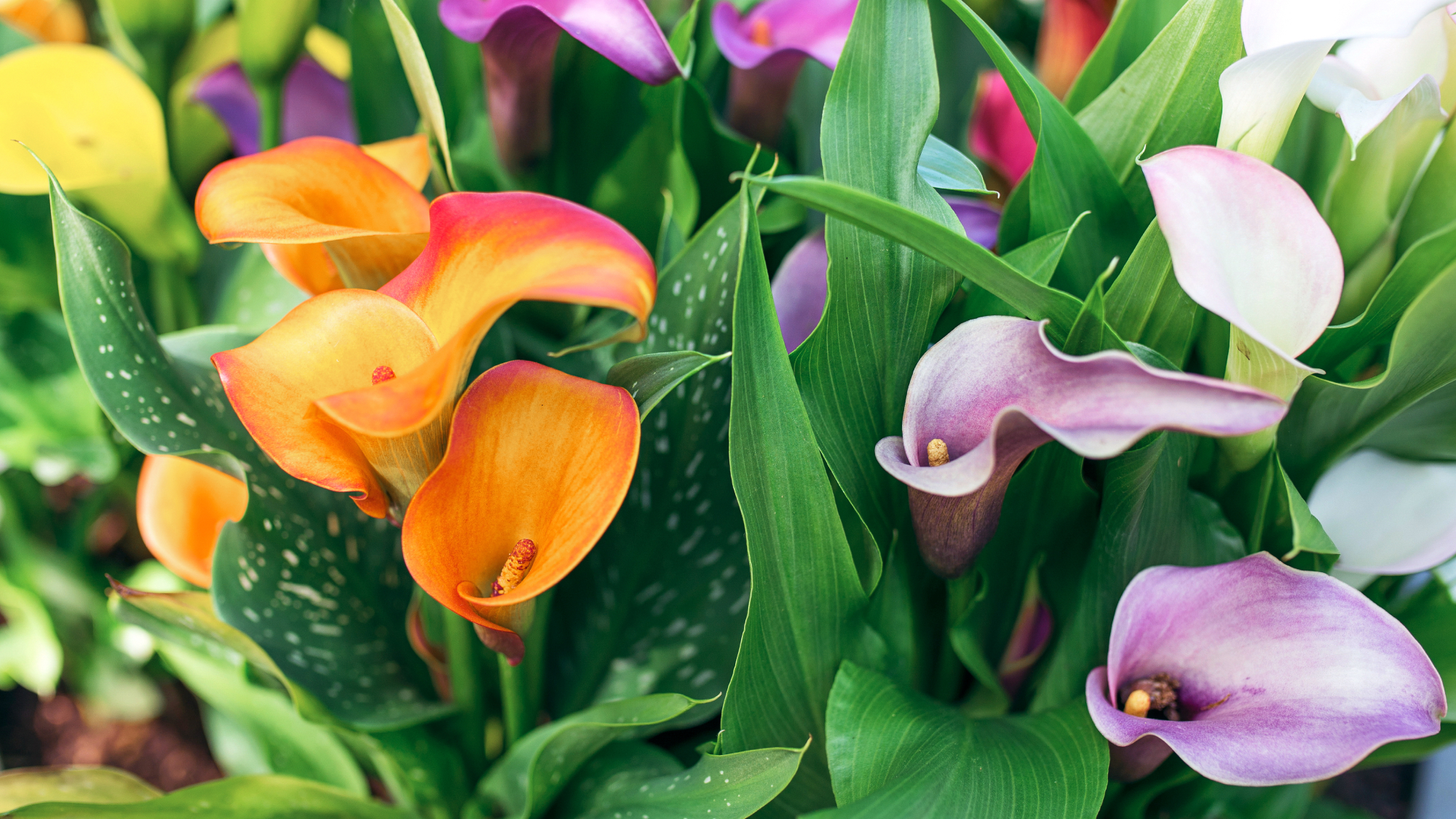 calla lilies in bloom
