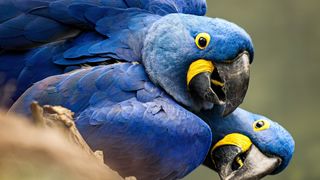 Best exotic pets - two blue hyacinth macaw birds 