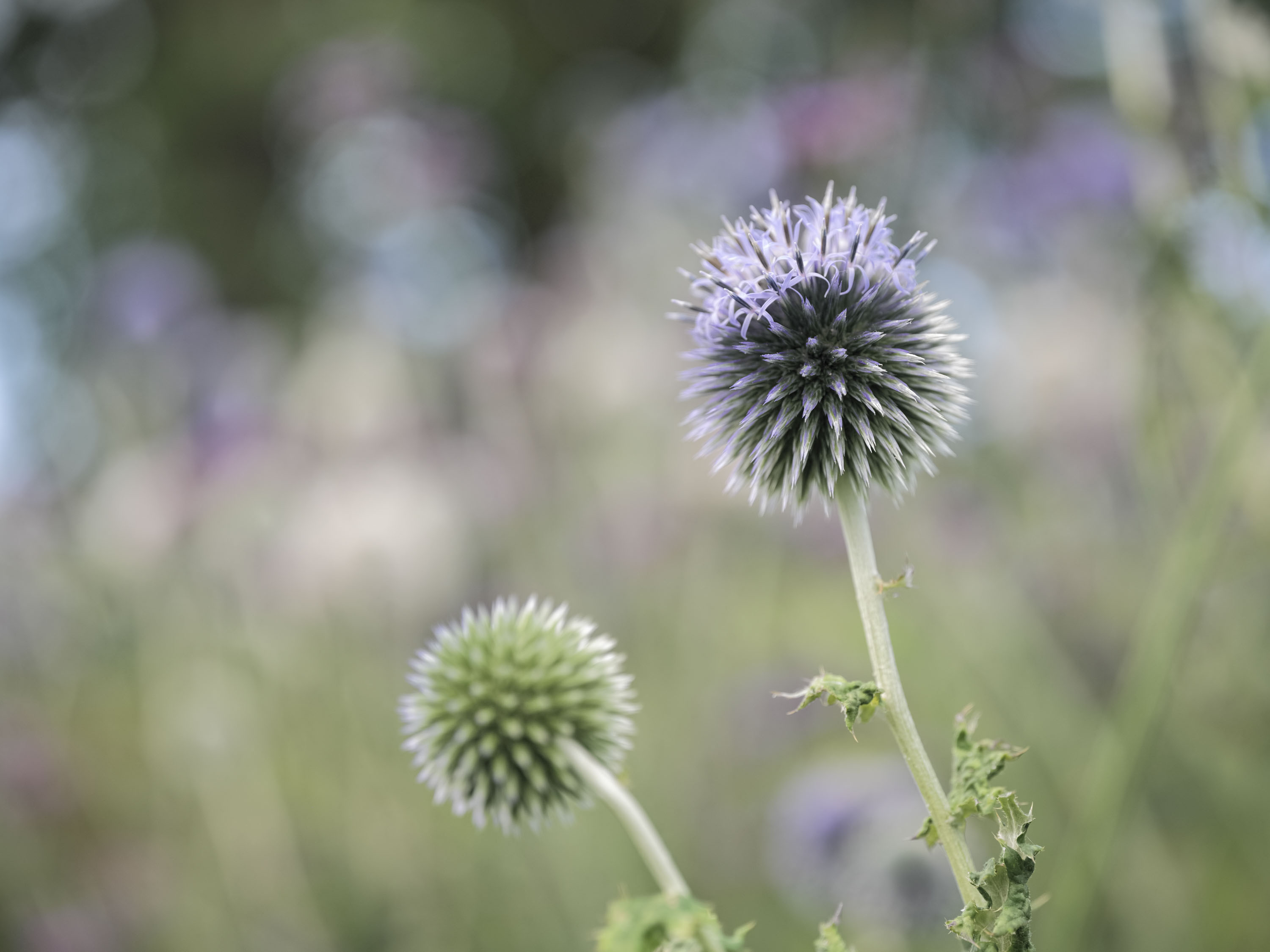Sample images taken with the Hasselblad X2D II 100C
