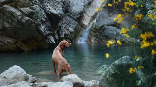 Vizsla in rockpool