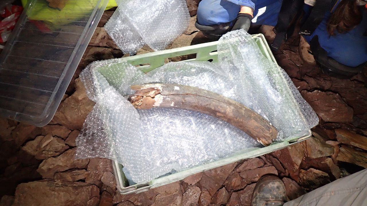 The ice age animal remains, including this woolly mammoth tusk, likely date back to the Middle Devensian period, which took place about 60,000 to 30,000 years ago.