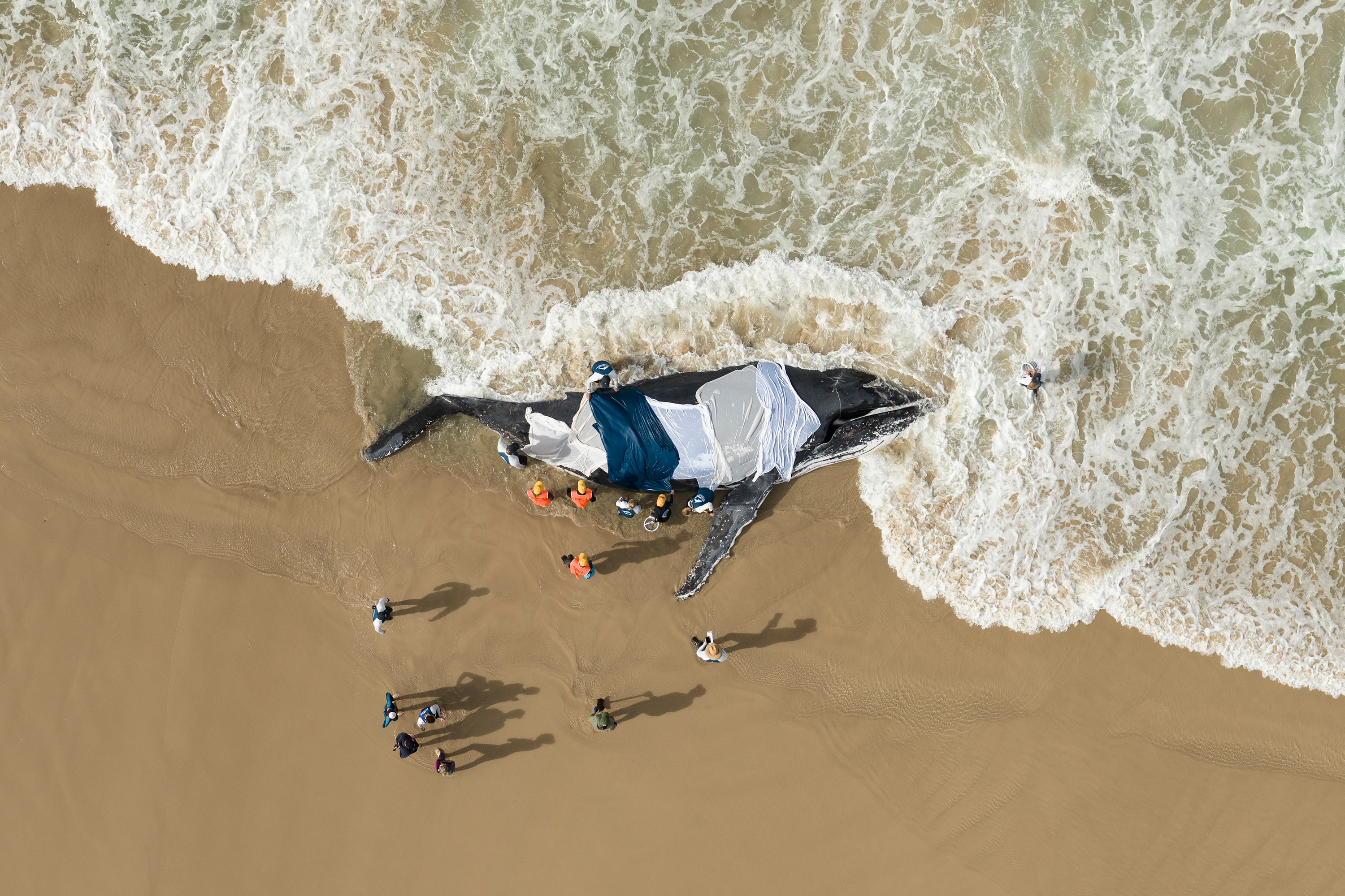 A beached whale is surrounded by people, viewed from above