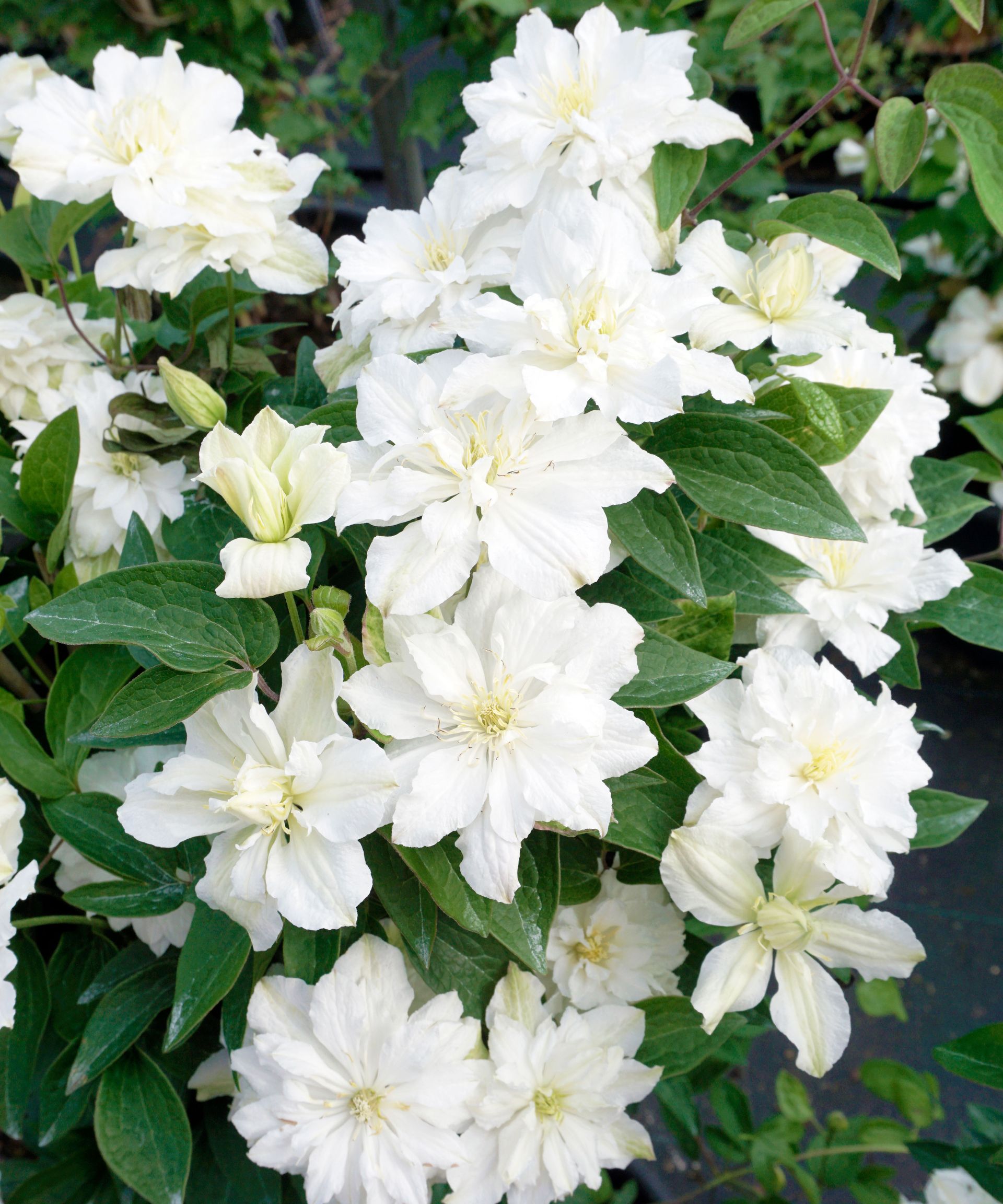 clematis white arabella