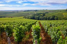 chablis in burgundy