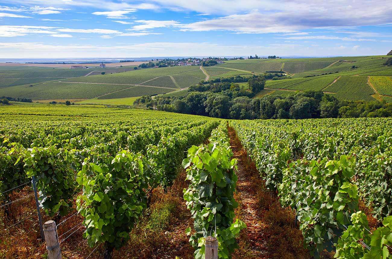 chablis in burgundy