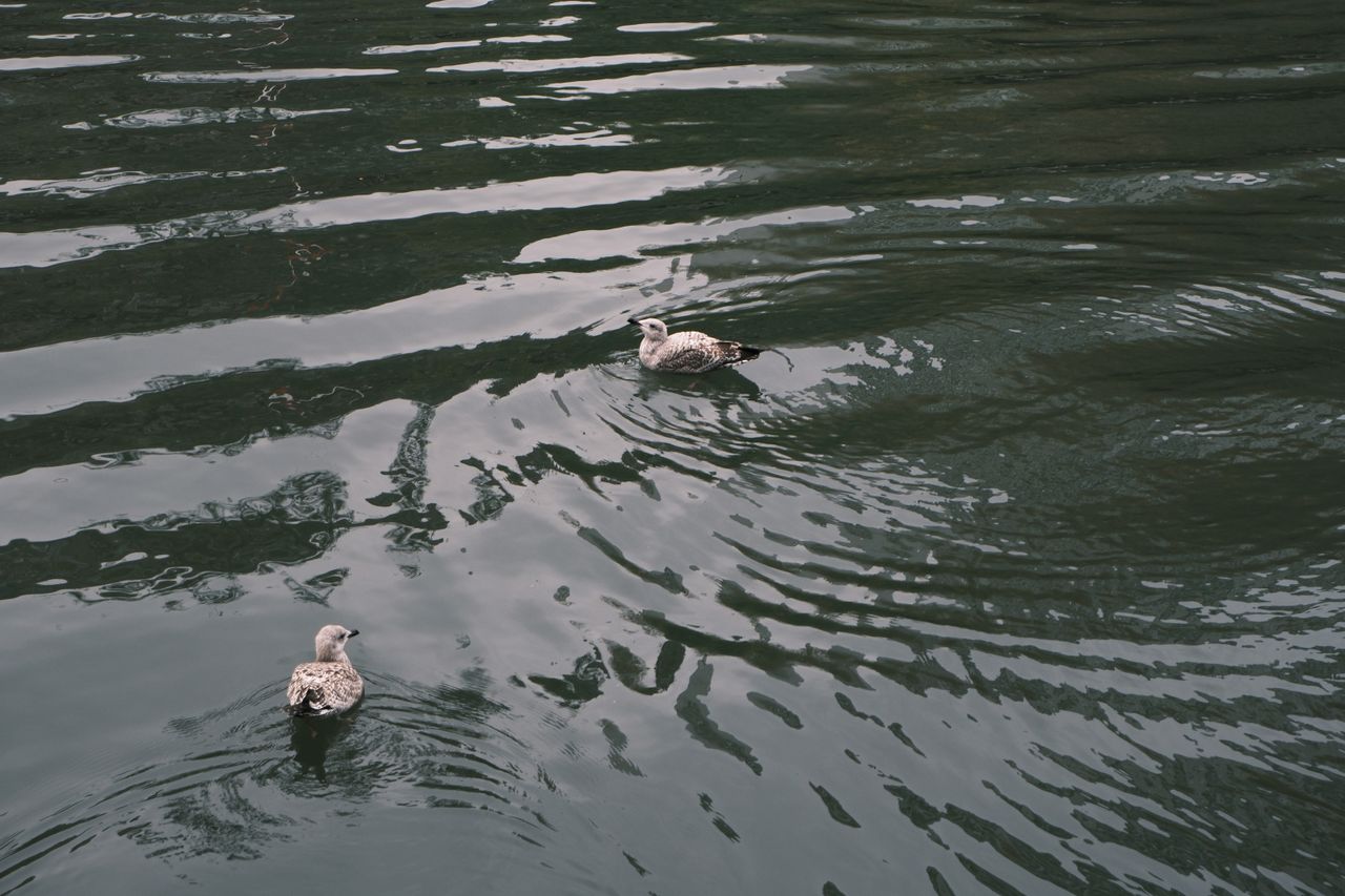 A photo of seagulls swimming taken on a Fujifilm X-M5 camera