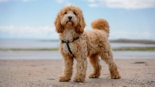 Best dog and cat names — dog on a beach
