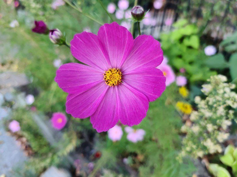 OnePlus 7T camera sample