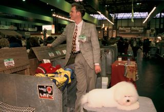 Bichon Frise dogs and owner at NEC in 1991