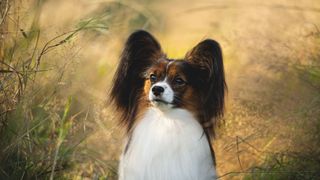 A Papillon is one of the easiest dog breeds