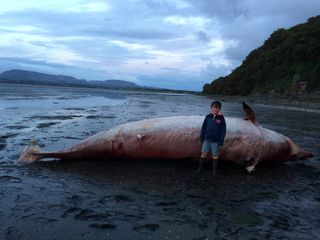 This dead Cuvier's beaked whale was found in Sligo Bay in Ireland on Aug. 9, 2018.