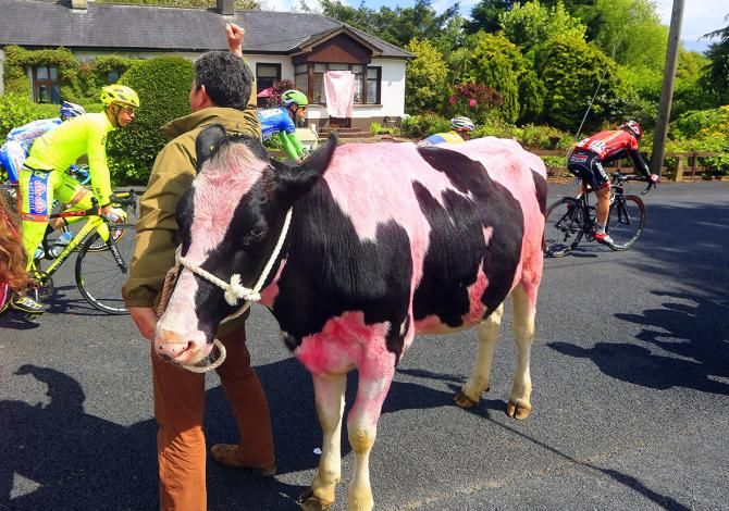There plenty of pink animals in Ireland to mark the Giro's visit. Here a Dublin cow joins in the fun