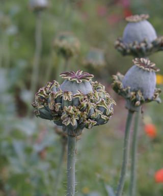 'Hen and Chickens' breadseed poppies produce large seed heads that are ideal for flower arranging