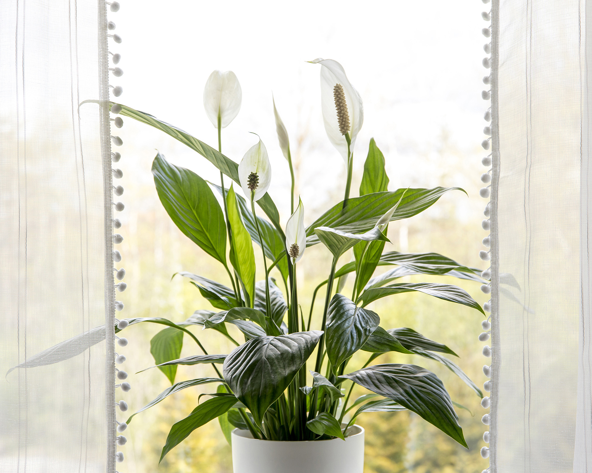 Peace lily positioned on windowsill