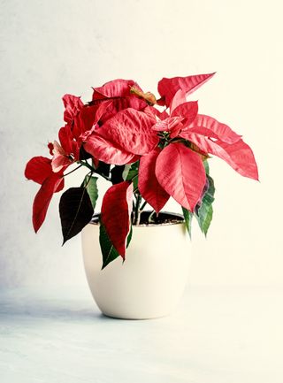 Image of a drooping poinsettia flower in a white pot with a white background