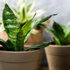 small snake plant grouping in pots