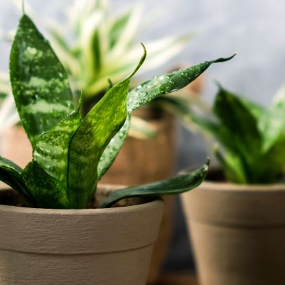 small snake plant grouping in pots