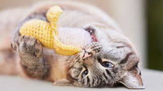 A tabby cat playing with a catnip toy