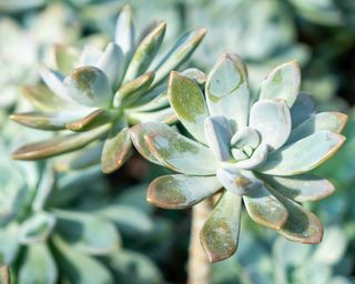 Kalanchoe houseplant