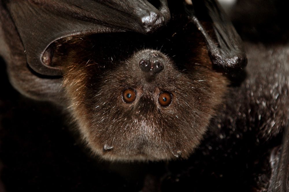 bats, endangered species