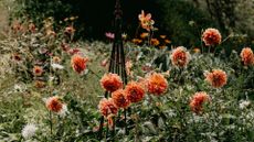 Dahlias in a flower bed